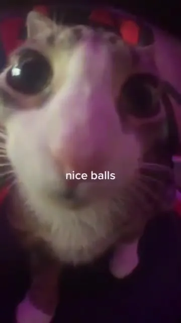 Big-Eyed Cat Says Nice Balls