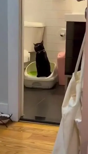 Кот задумался в лотке