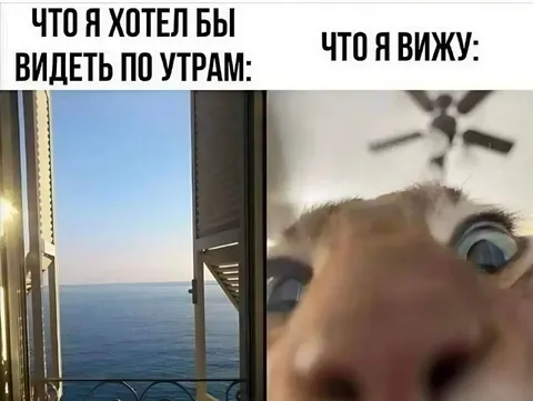 Что я вижу по утрам