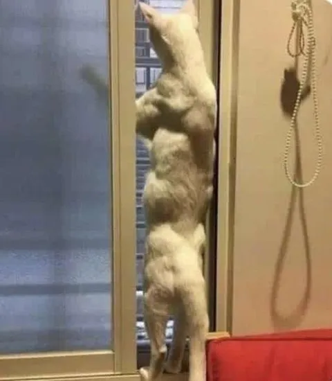 Кот пытается пролезть в щель