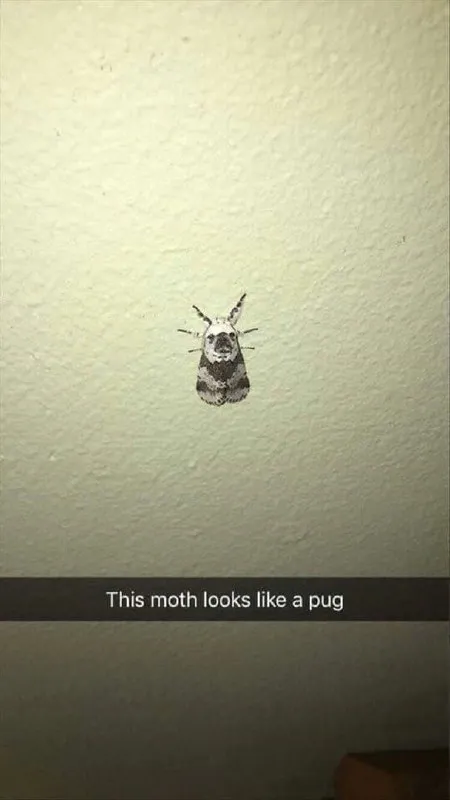 Moth That Looks Like a Pug