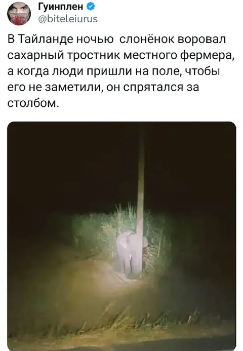 Слонёнок прячется за столбом