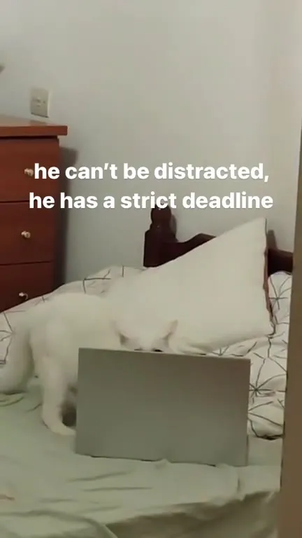Cat With a Strict Deadline