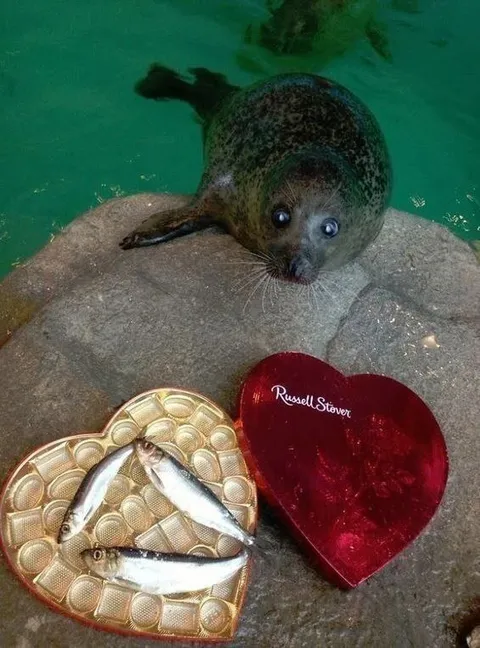 Seal Gets Fish for Valentine’s Day