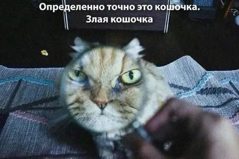 Злая кошочка под лупой