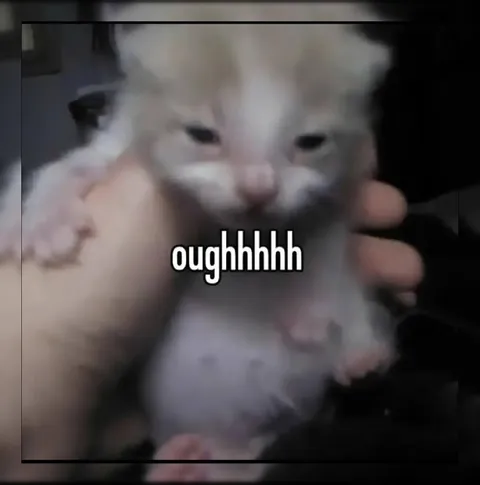 Tiny Kitten Says Oughhhhh