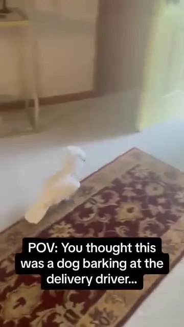 You Thought It Was a Dog