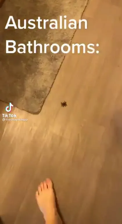 Australian Bathrooms Full of Spiders