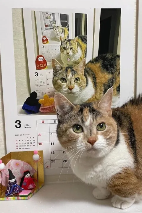 Кошка и бесконечное отражение