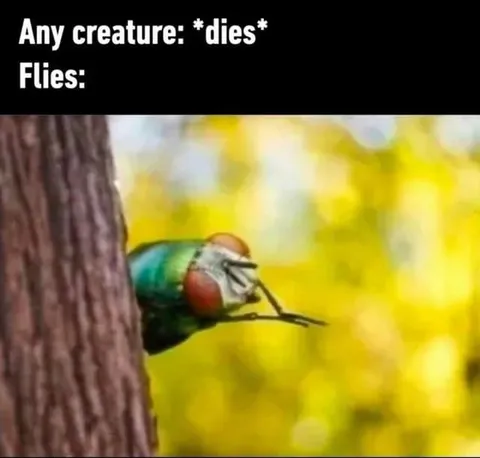 Any Creature Dies, Flies