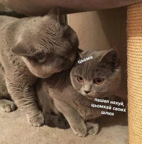 Цьомкай своїх шлюх
