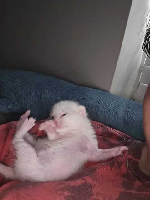 Котёнок расслабился на коленях