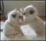 Котята нежно дерутся