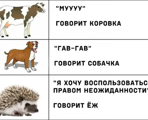 Ёж и право неожиданности