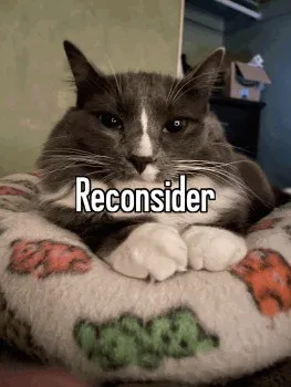Reconsider Cat Reaction