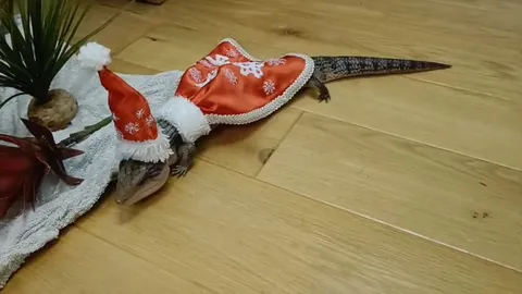 Ящерица в костюме Деда Мороза
