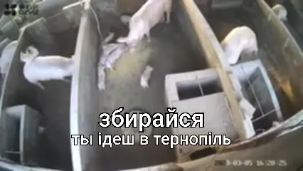 Свиньи провожают в Тернополь