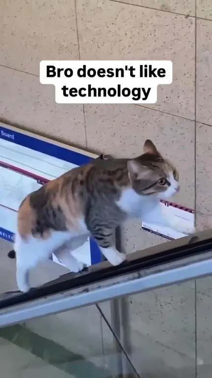 Cat Walks Against Technology