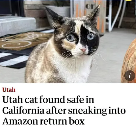 Utah Cat in Amazon Return Box