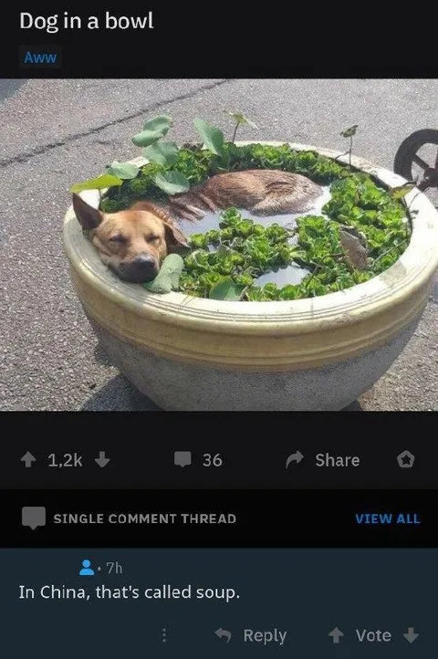Dog in a Bowl of Soup