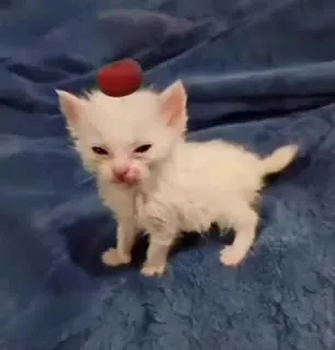 Котёнок с красным шариком