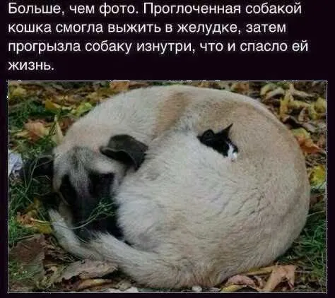 Кошка прогрызла собаку изнутри