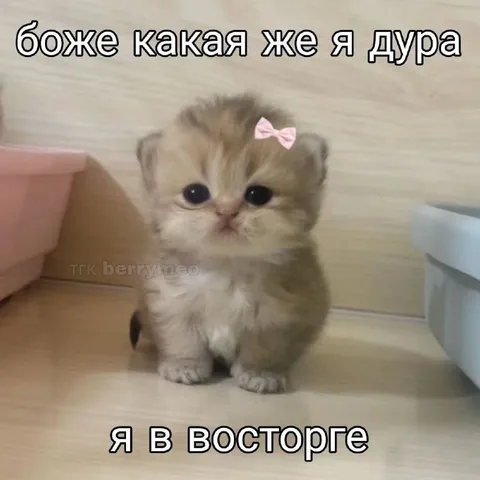 Котёнок в восторге