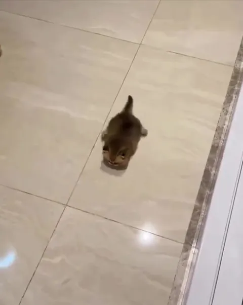 Крошечный котёнок идёт за лаской