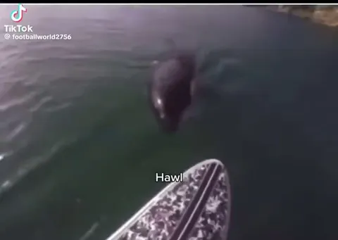 Seal Insults a Boatman