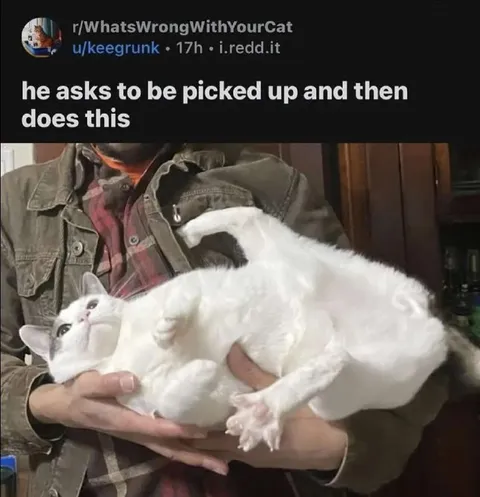 Cat Asks to Be Picked Up