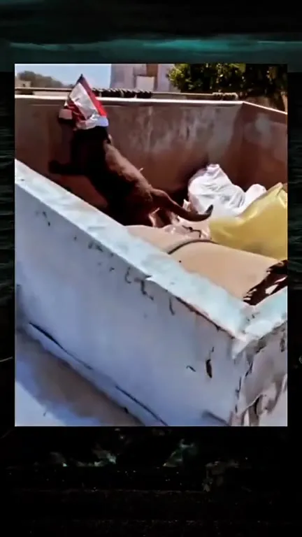 Поросёнок в драматичном побеге