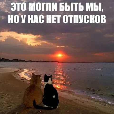 Коты без отпуска