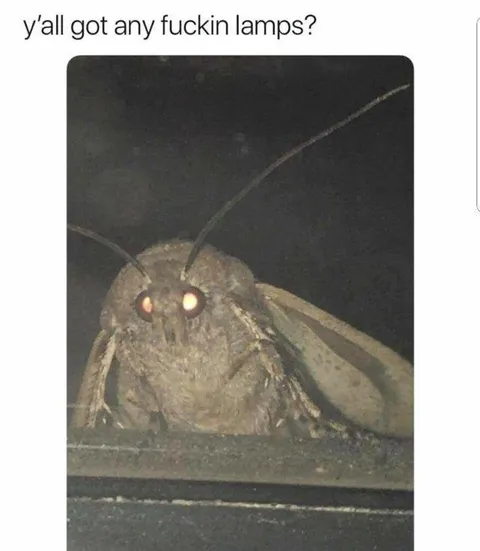 Moth Asking for Lamps