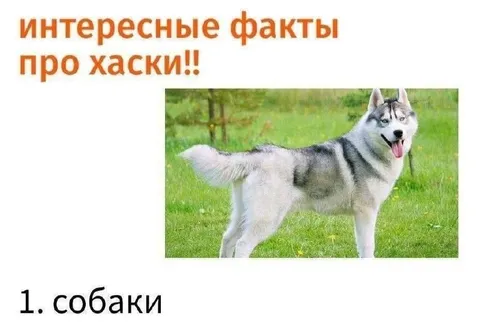 Интересные факты про хаски