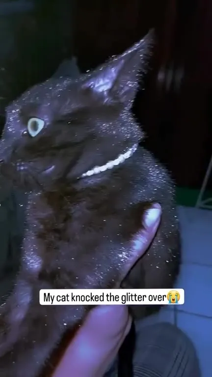 Cat Covered in Glitter