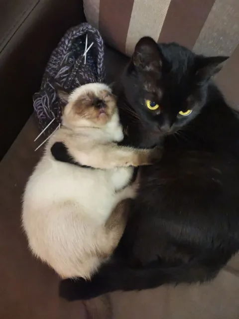 Кот обнимает маленького котёнка