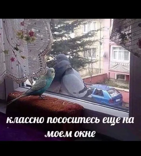 Попугай и голубь на окне