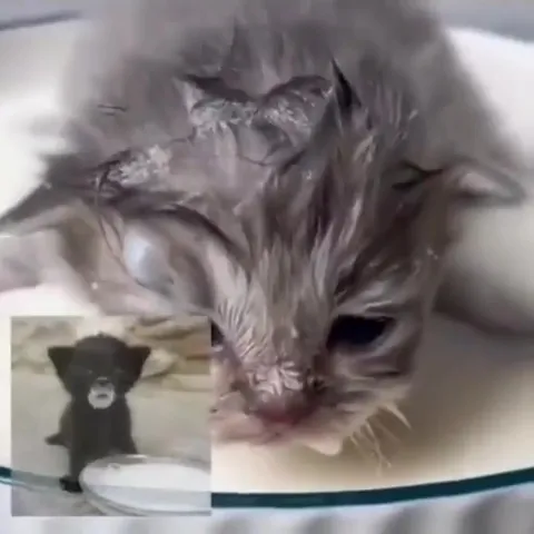 Eepy Cats Compilation