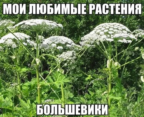 Мои любимые растения — борщевики