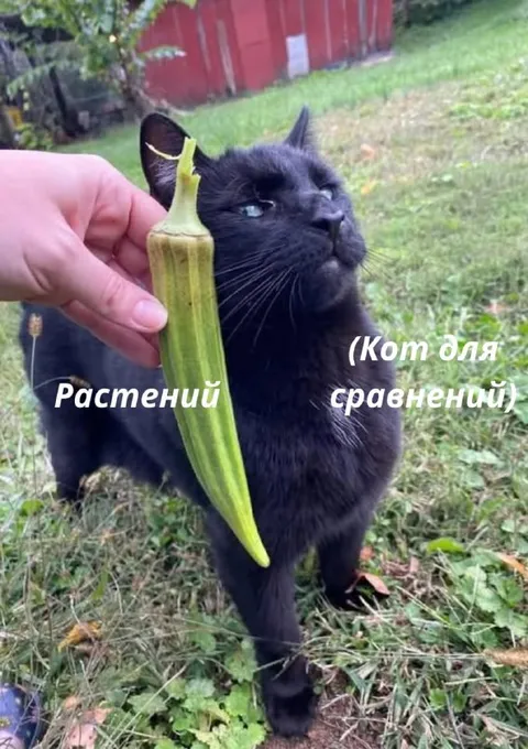 Кот для сравнения с растением