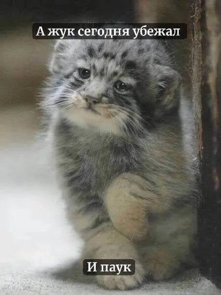 Котёнок и сбежавший паук