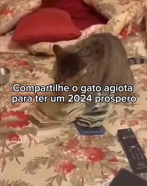 Gato agiota para 2024 próspero