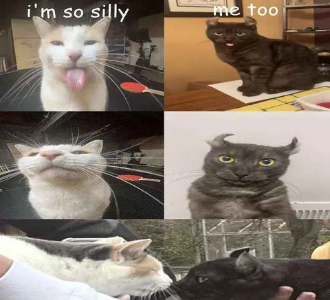 I'm So Silly Me Too Cats