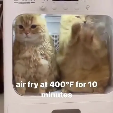 Cats Air Frying at 400°F