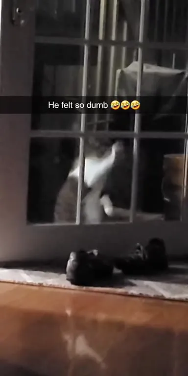 Cat Tries to Open the Door