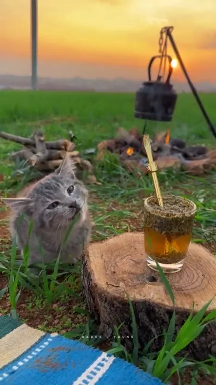 Котёнок у костра на закате