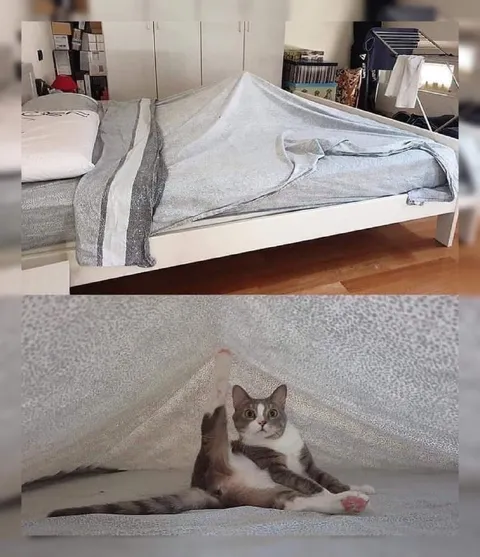Кот под одеялом
