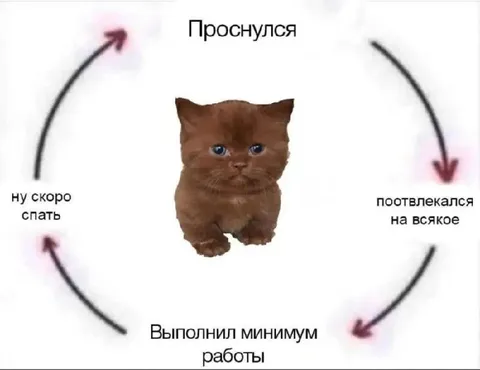 Цикл рабочего дня кота