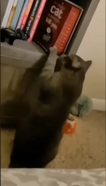 Cat Reaching for a Book