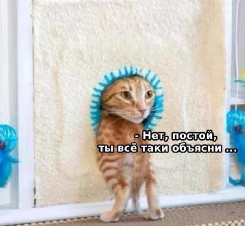 Кот требует объяснений